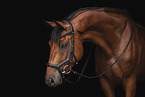 warmblood