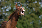 warmblood