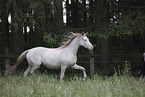 warmblood