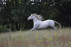 warmblood