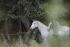 2 horses