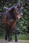warmblood