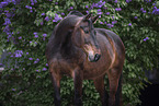 warmblood