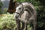 warmblood