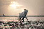 warmblood