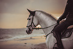 warmblood