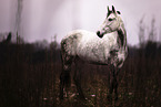 warmblood