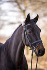 warmblood