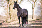 warmblood