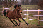 warmblood