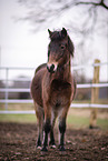 warmblood