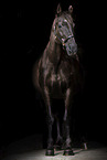 warmblood