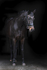 warmblood