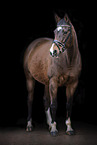 warmblood