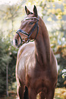 warmblood