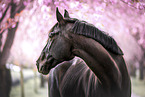 warmblood