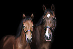 horses