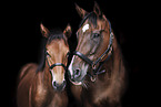 horses