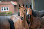 warmbloods