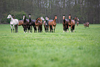 warmbloods