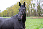 warmbloods