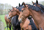 warmbloods