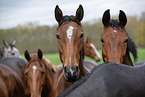 warmbloods