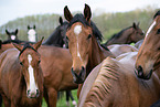 warmbloods