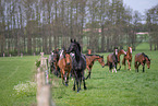 warmbloods