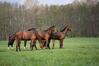 warmbloods