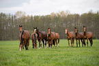 warmbloods