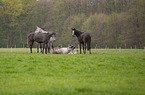 warmbloods