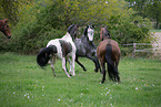 warmbloods