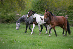 warmbloods