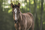 warmblood foal