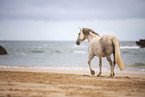 warmblood