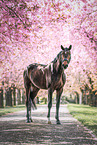 warmblood