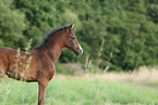 warmblood foal
