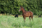 warmblood foal