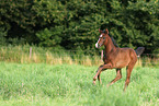 warmblood foal