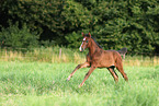 warmblood foal