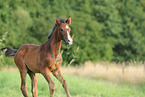 warmblood foal