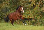 warmblood