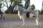 warmblood and woman