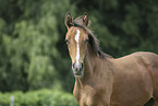 warmblood