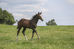 warmblood