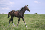 warmblood