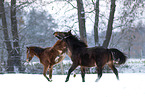 warmbloods
