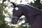 warmblood