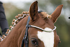 warmblood